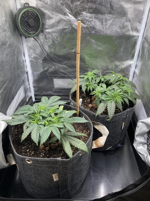 Sativa Triangle Turned Circle. Week 6 - D39 01.04.26