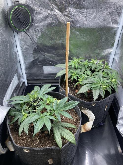 Sativa Triangle Turned Circle. Week 6 - D40 02.04.26