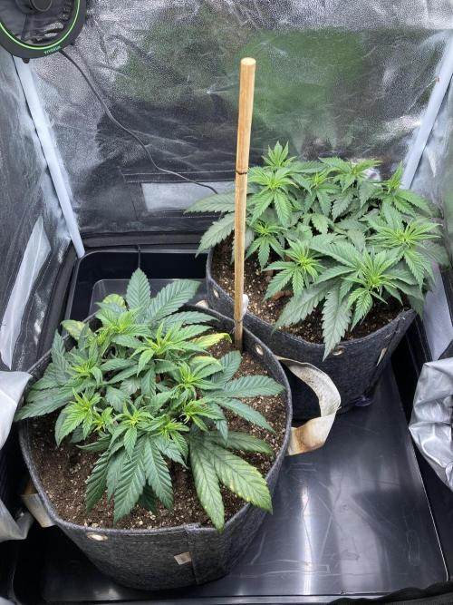 Sativa Triangle Turned Circle. Week 6 - D41 03.04.26