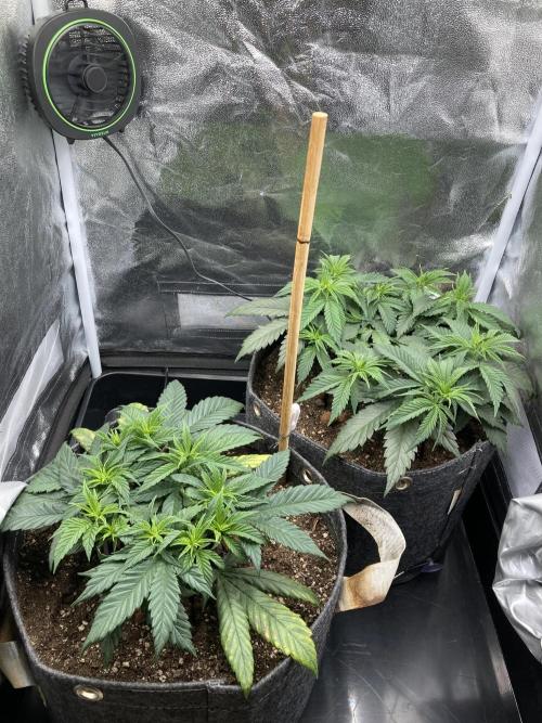 Sativa Triangle Turned Circle. Week 6 - D42 04.04.26
