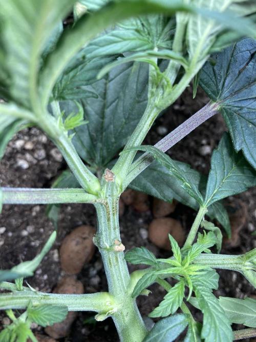 Sativa Triangle Turned Circle. Week 6 - D43 hard to see but there is a small sac forming in the leaf axil