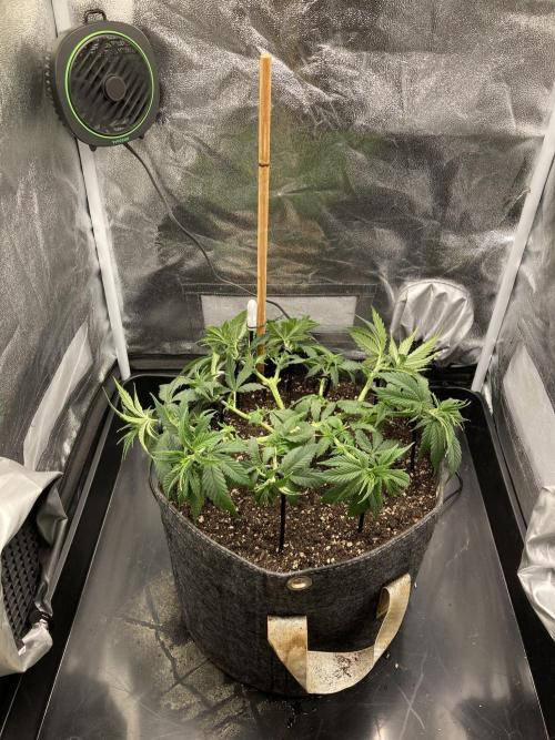 Sativa Triangle Turned Circle. Week 6 - D43 05.04.26