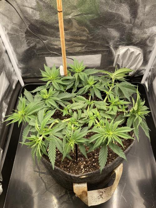 Sativa Triangle Turned Circle. Week 7 - D44/FD1 06.04.26