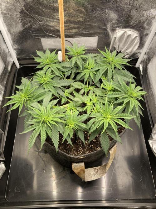 Sativa Triangle Turned Circle. Week 7 - D45/FD2 07.04.26