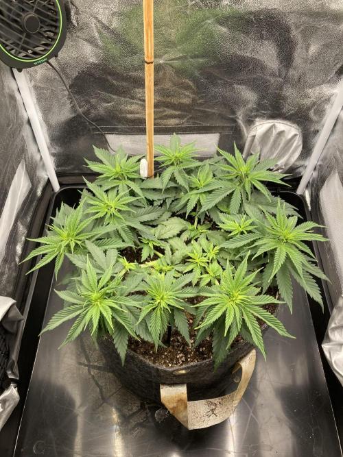 Sativa Triangle Turned Circle. Week 7 - D46/FD3 08.04.26
