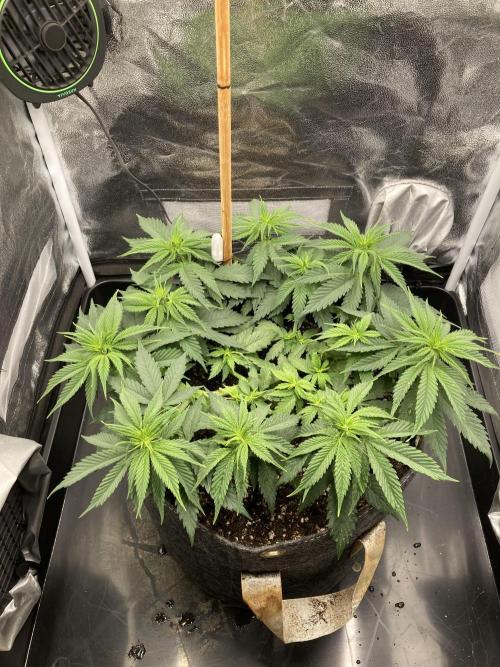 Sativa Triangle Turned Circle. Week 7 - D47/FD4 09.04.26