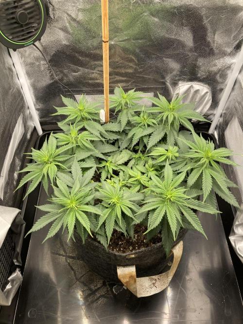 Sativa Triangle Turned Circle. Week 7 - D47/FD5 10.04.26