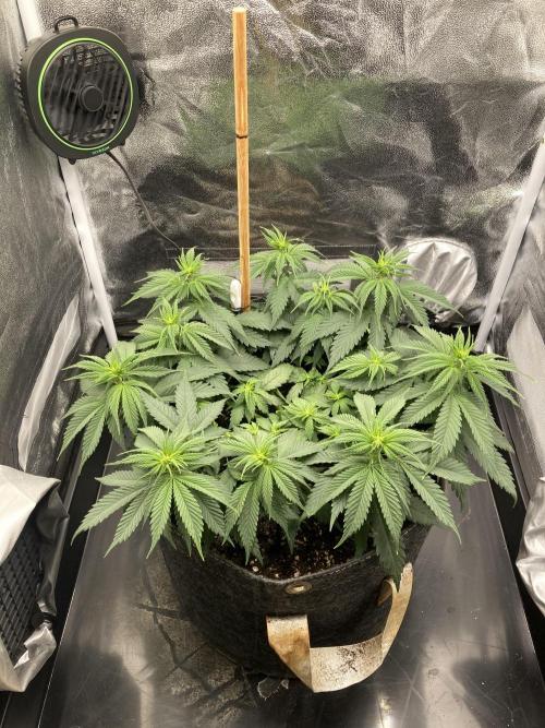 Sativa Triangle Turned Circle. Week 7 - D48/FD6 11.04.26