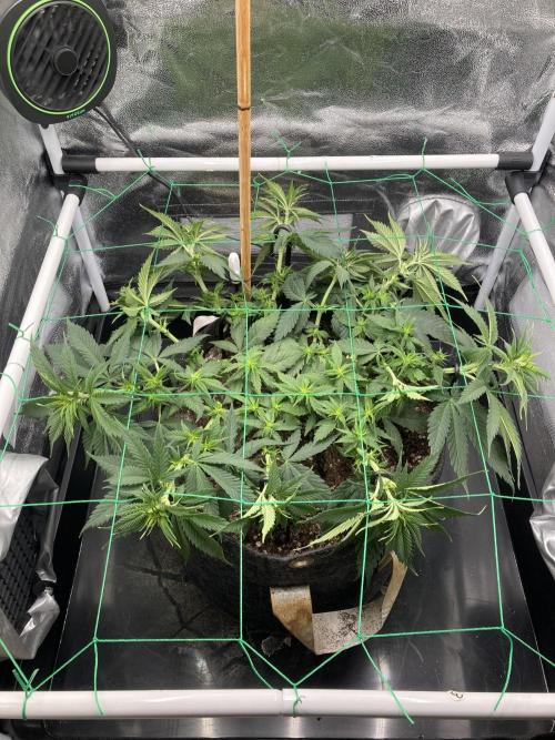 Sativa Triangle Turned Circle. Week 7 - D49/FD7 12.04.26