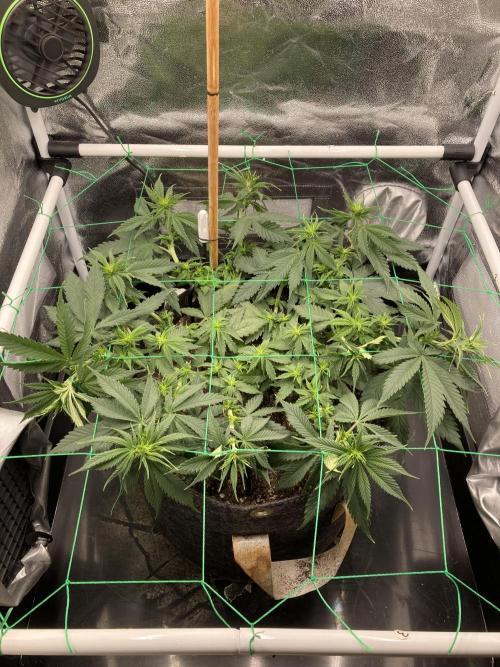 Sativa Triangle Turned Circle. Week 8 - D50/FD8 13.04.26