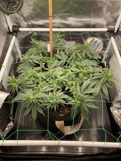 Sativa Triangle Turned Circle. Week 8 - D51/FD9 14.04.26