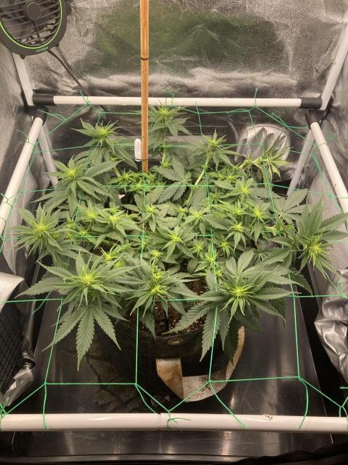Sativa Triangle Turned Circle. Week 8 - D52/FD10 15.04.26
