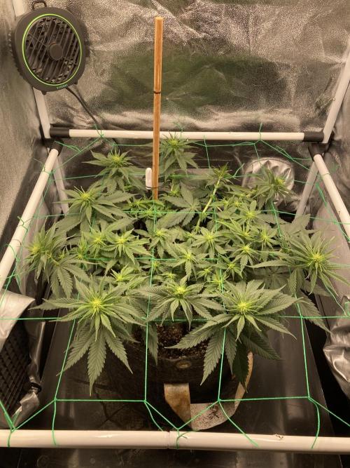Sativa Triangle Turned Circle. Week 8 - D53/FD11 16.04.26