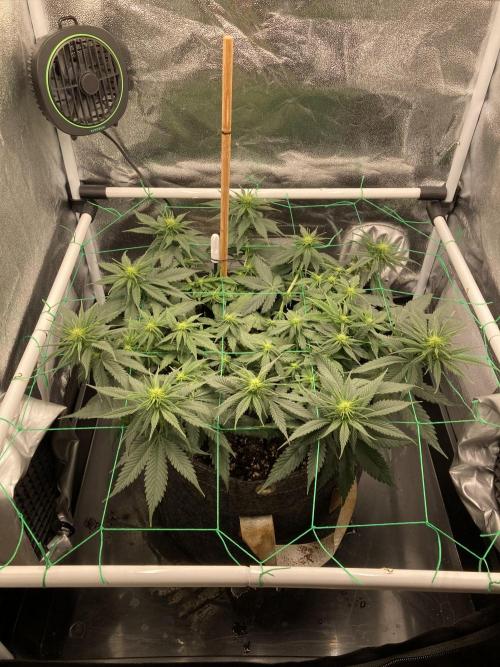 Sativa Triangle Turned Circle. Week 8 - D54/FD12 17.04.26