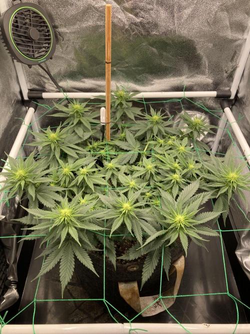 Sativa Triangle Turned Circle. Week 8 - D55/FD13 18.04.26
