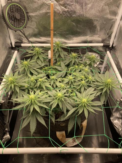 Sativa Triangle Turned Circle. Week 8 - D56/FD14 19.04.26