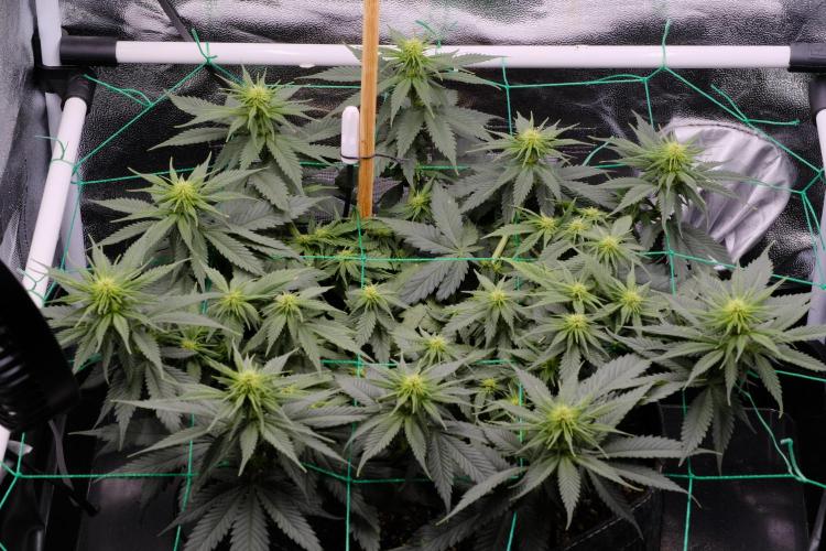 Sativa Triangle Turned Circle. Week 8