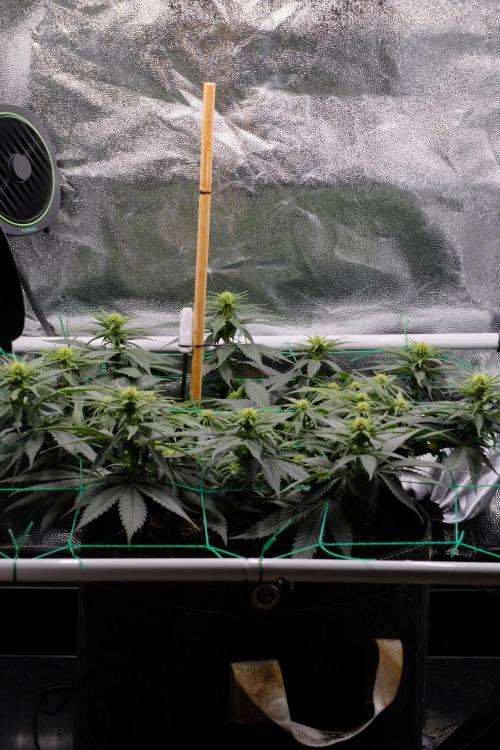 Sativa Triangle Turned Circle. Week 8