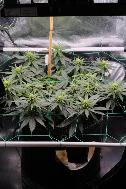 Sativa Triangle Turned Circle. Week 8