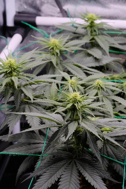 Sativa Triangle Turned Circle. Week 8
