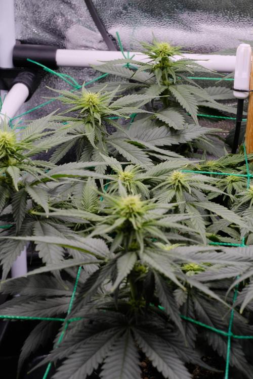 Sativa Triangle Turned Circle. Week 8