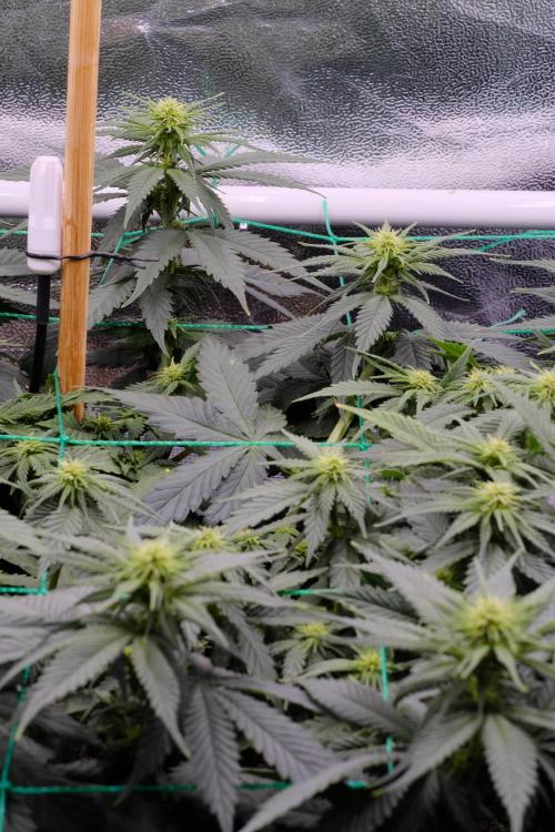 Sativa Triangle Turned Circle. Week 8