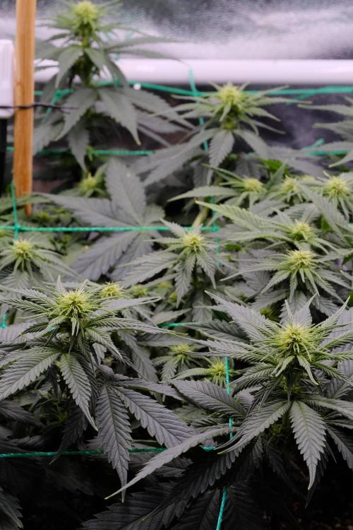 Sativa Triangle Turned Circle. Week 8