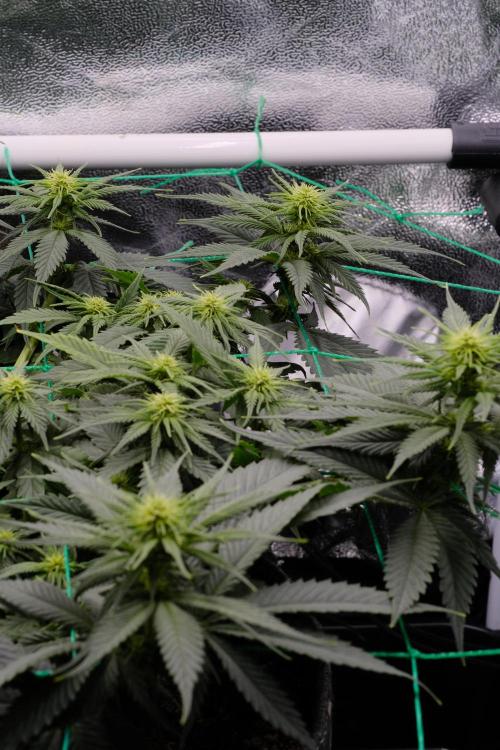 Sativa Triangle Turned Circle. Week 8