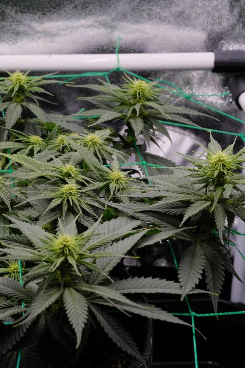 Sativa Triangle Turned Circle. Week 8