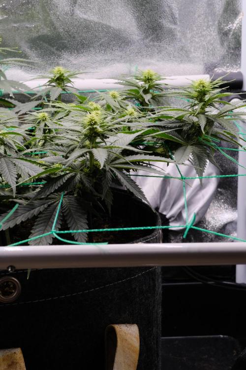 Sativa Triangle Turned Circle. Week 8