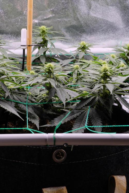 Sativa Triangle Turned Circle. Week 8