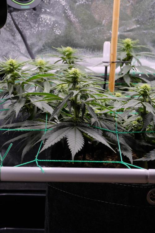 Sativa Triangle Turned Circle. Week 8