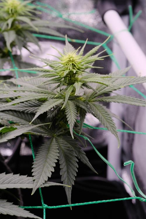 Sativa Triangle Turned Circle. Week 8