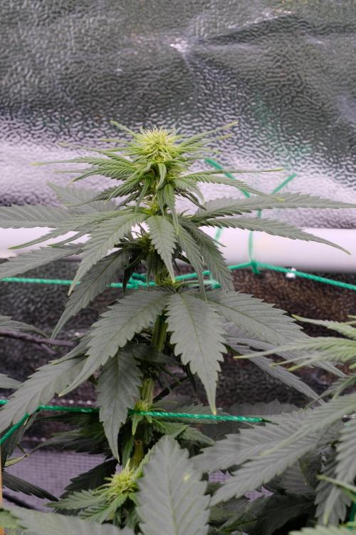 Sativa Triangle Turned Circle. Week 8
