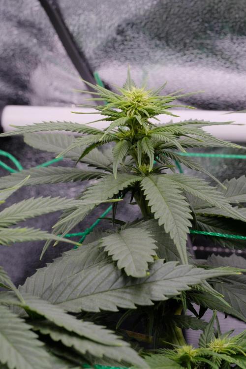 Sativa Triangle Turned Circle. Week 8