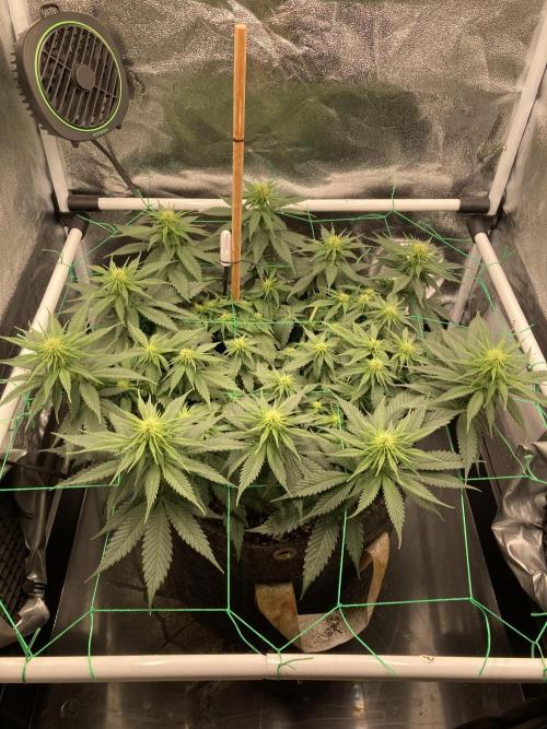 Sativa Triangle Turned Circle. Week 9 - D57/FD15 20.04.26