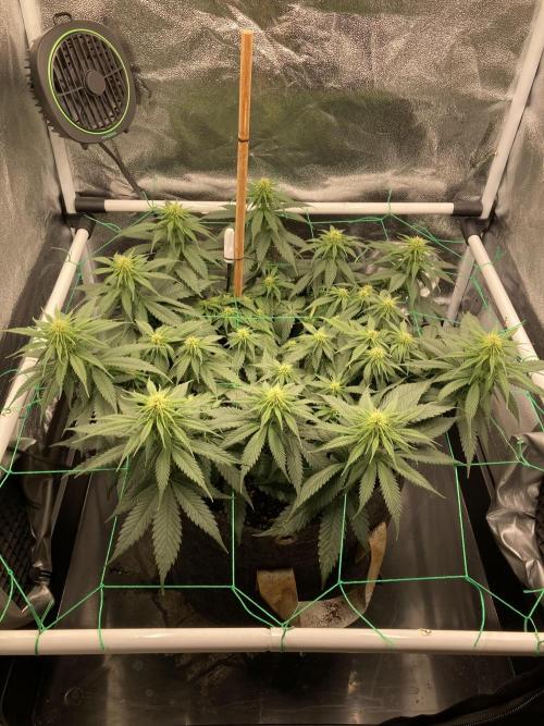Sativa Triangle Turned Circle. Week 9 - D58/FD16 21.04.26