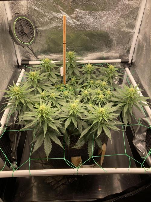 Sativa Triangle Turned Circle. Week 9 - D59/FD17 22.04.26