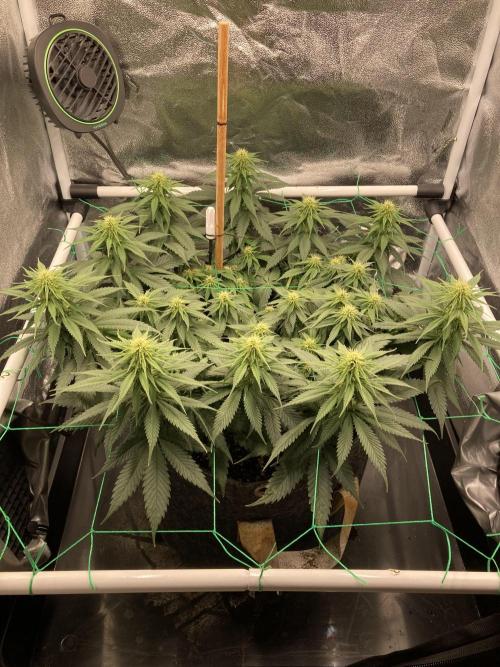 Sativa Triangle Turned Circle. Week 9 - D60/FD18 23.04.26