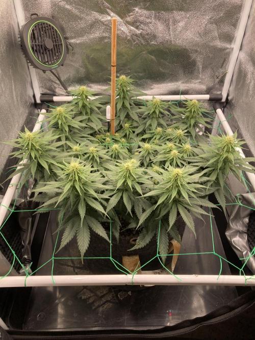 Sativa Triangle Turned Circle. Week 9 - D61/FD19 24.04.26