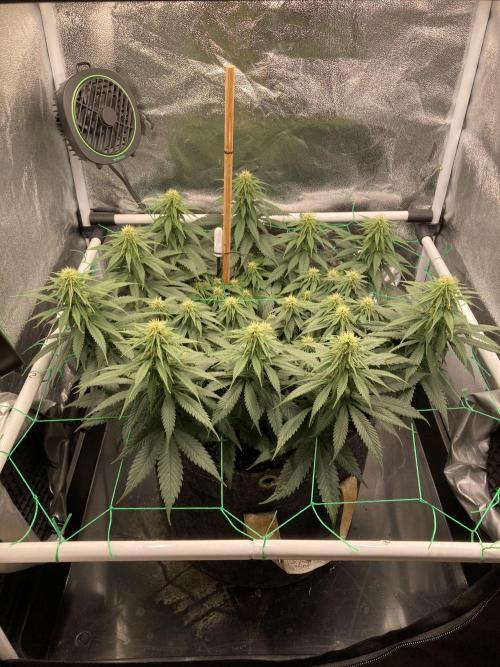 Sativa Triangle Turned Circle. Week 9 - D62/FD20 25.04.26