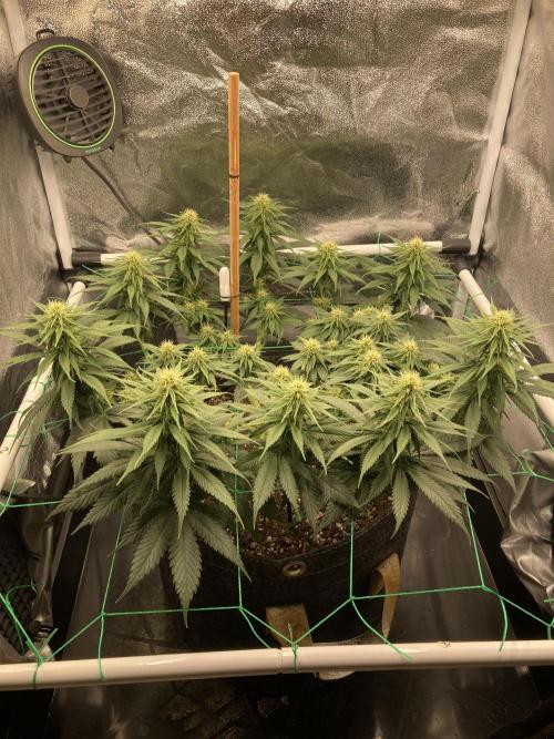 Sativa Triangle Turned Circle. Week 9 - D63/FD21 26.04.26