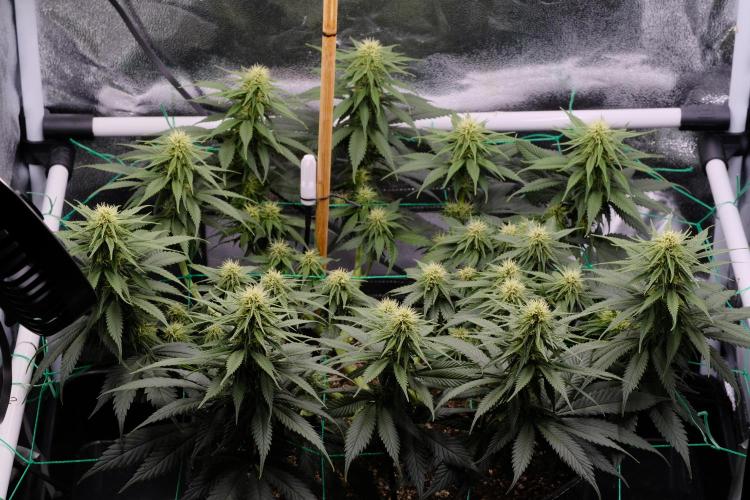 Sativa Triangle Turned Circle. Week 9