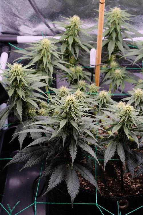 Sativa Triangle Turned Circle. Week 9