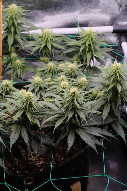Sativa Triangle Turned Circle. Week 9
