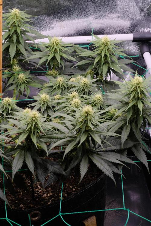 Sativa Triangle Turned Circle. Week 9