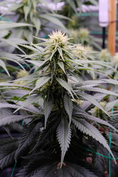 Sativa Triangle Turned Circle. Week 9