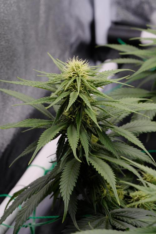 Sativa Triangle Turned Circle. Week 9