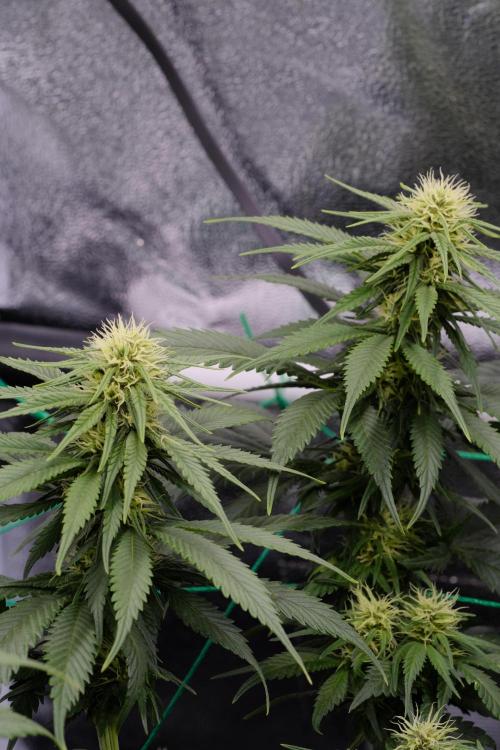 Sativa Triangle Turned Circle. Week 9