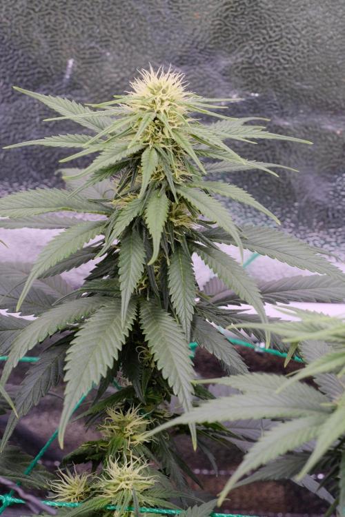 Sativa Triangle Turned Circle. Week 9